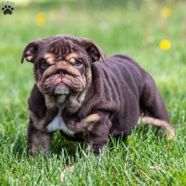 Chanel Cocoa, English Bulldog Puppy